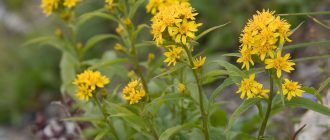 Златна пръчица