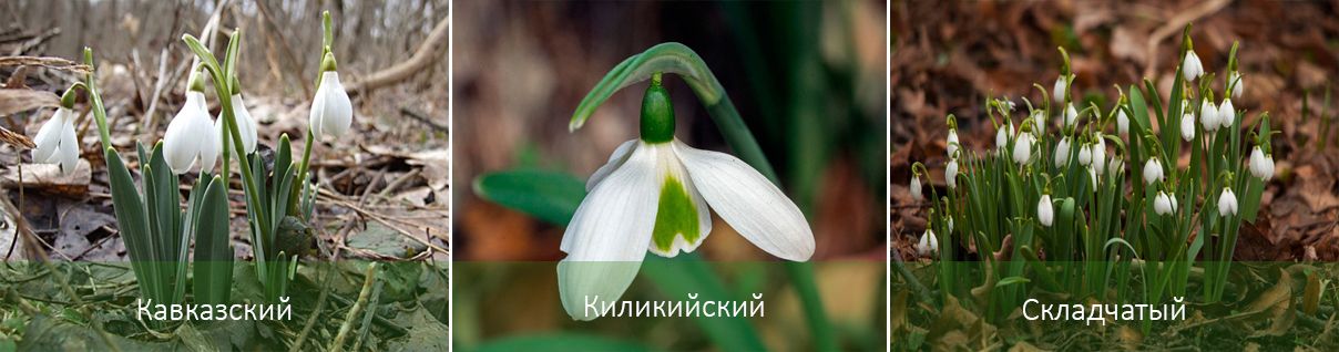 Κοινές ποικιλίες γαλάνθου Ποικιλίες Γαλάνθου