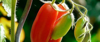 Доматено-женски мъж