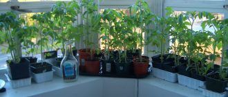 Домати на перваза на прозореца