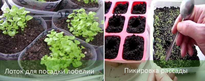 Правилна грижа за разсад от лобелия Грижа за разсад от лобелия