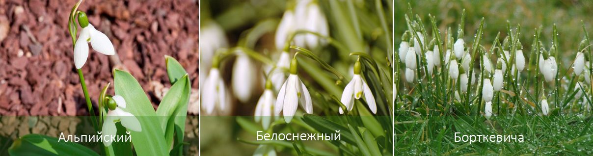 Κύριοι τύποι γαλάνθου Είδη Γαλανθού