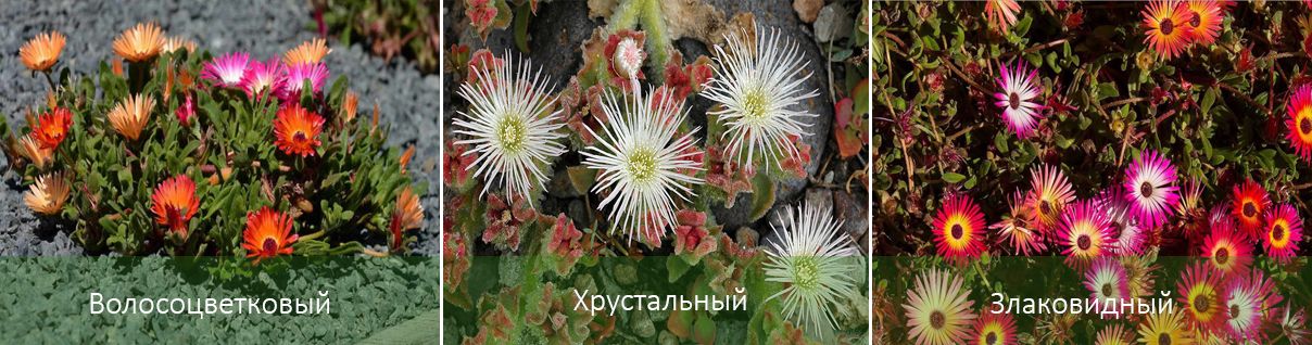 Основни видове Мезембриантемум Видове Мезембриантемум