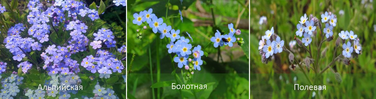 Οι κύριοι τύποι ξεχασμένων Τύποι Forget-me-not