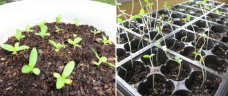 Отглеждане от семена