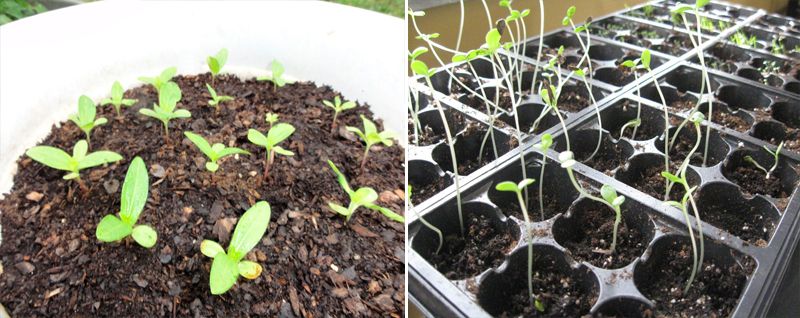 Καλλιέργεια ζίννιας από σπόρους Καλλιέργεια από σπόρους