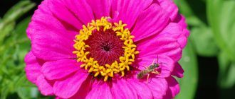 Снимка на Циния