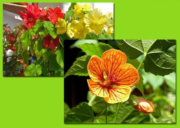 Цвете на абутилон