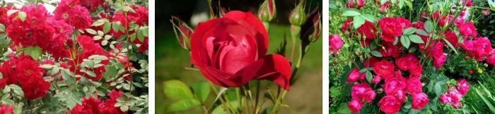 Αδελαΐδα Hoodless Roses