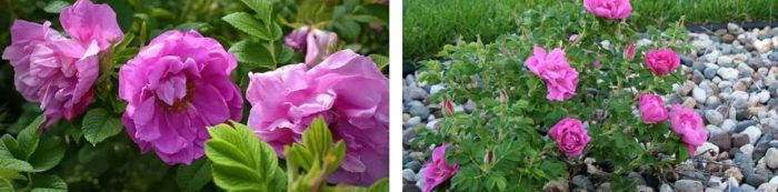 Ποικιλία Charles Albanel