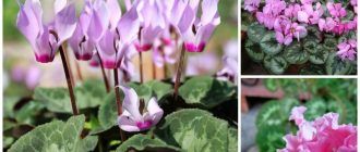 Алпийска виолетка