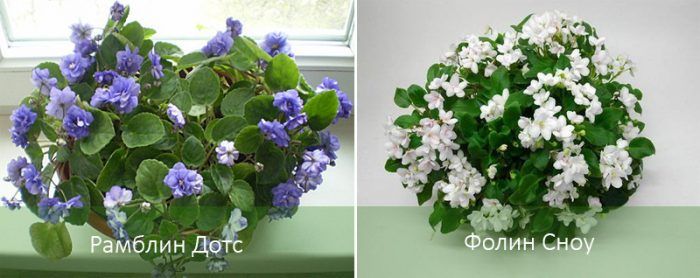 Ампелни сенполии