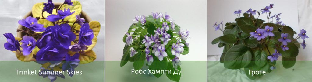 Ампелни сенполии