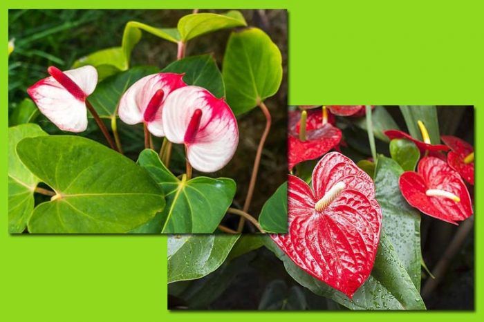 Цвете на анутриум