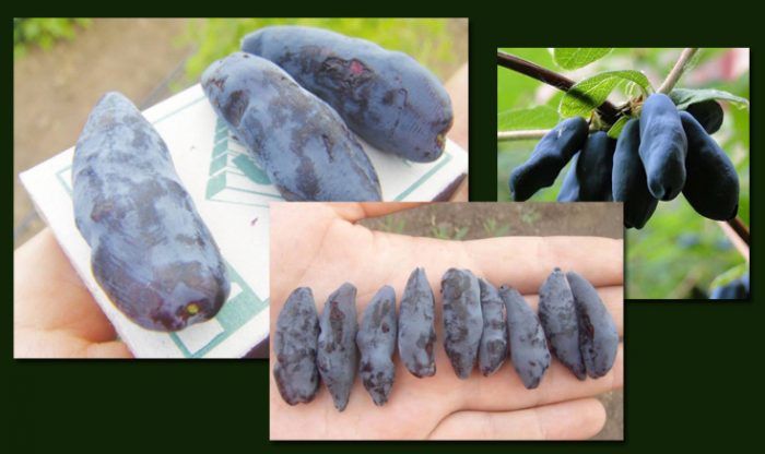 Бачкарски гигант