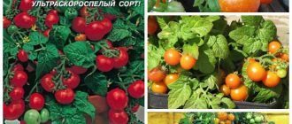 Чудото на доматения балкон