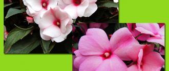 Цвете на импатиенс