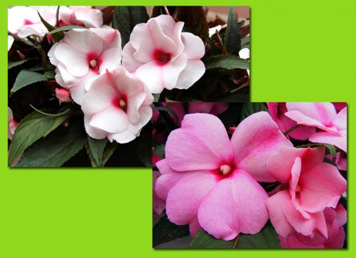 Цвете на импатиенс