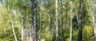 Брезова гора