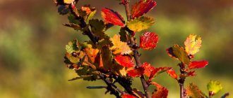 Джудже бреза