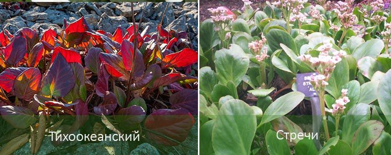 Στρέτσι και ο Ειρηνικός Τύποι Bergenia