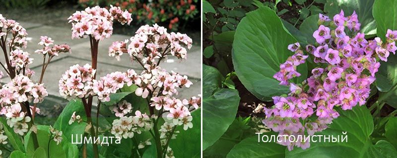 Σμιτ και Θίκλιφ Διαφορετικοί τύποι βεργκένιας