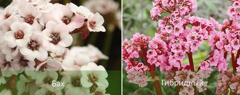 Μπαχ και Υβρίδιο Διαφορετικοί τύποι Bergenia