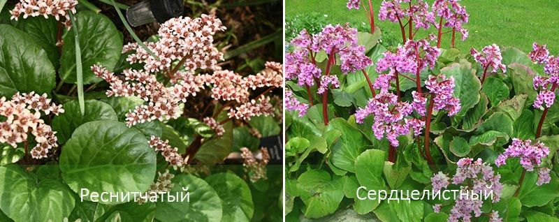 Κροσσωτό και καρδιοειδές Ποικιλίες βεργκένιας ή βεργκένιας