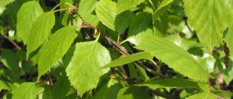 Пухкава бреза