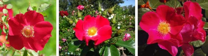 Ποικιλία Prairie Celebration