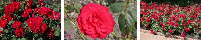 Τριαντάφυλλα Champlain