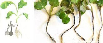 Черен крак при разсад