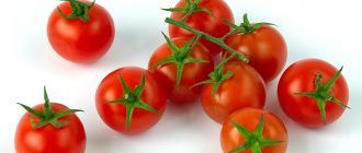 Домат Пинокио