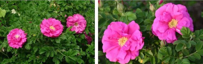 Ποικιλία Ντέιβιντ Τόμσον