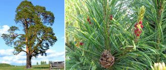 Борово дърво