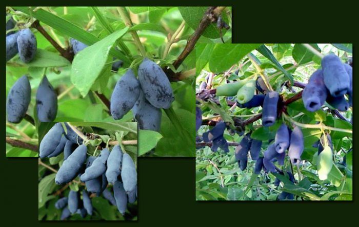 Дългоплоден орлов нокът