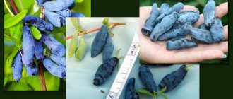 Дъщерята на гиганта