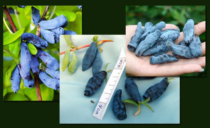 Дъщерята на гиганта