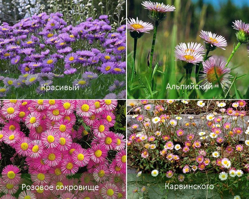 Красиви и други видове Видове еригерон