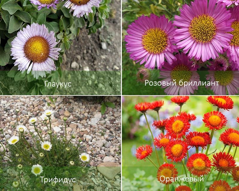 Глаукус и други видове Видове дребнолистни