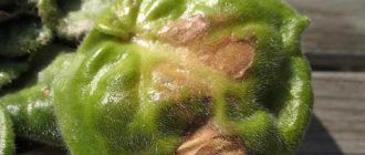 Виолетова болест