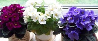 Теменужки на перваза на прозореца