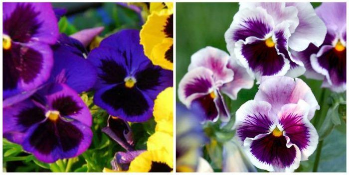 Различни теменужки