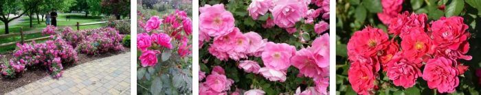 Ποικιλία Frontenac