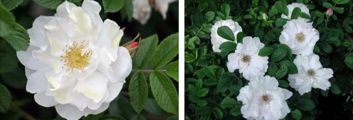 Ρόουζ Χένρι Χάντσον