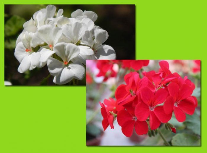 Цвете от здравец