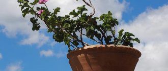 Гераниумът не цъфтеше