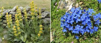 Билка от тинтява