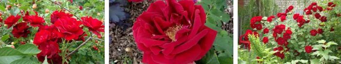 Ποικιλία Cuthbert Grant