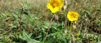 Хелиантемум